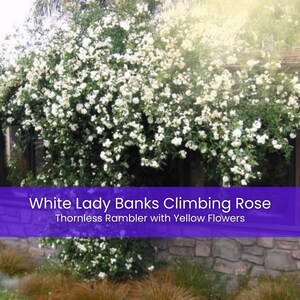 May include: A large climbing rose bush covered in numerous small white flowers with yellow centers. The plant features dense green foliage and is positioned against a stone wall. Text on the image reads: White Lady Banks Climbing Rose.