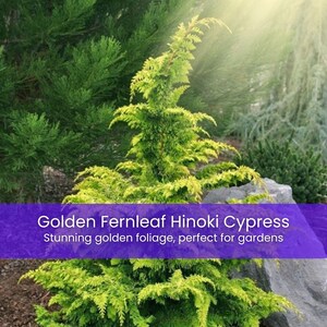 May include: A Golden Fernleaf Hinoki Cypress plant featuring vibrant yellow-green, feathery foliage. The plant is displayed with a purple overlay containing the text: Golden Fernleaf Hinoki Cypress. Stunning golden foliage, perfect for gardens.