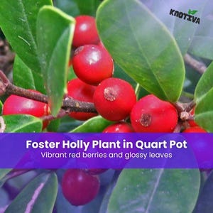 May include: A Foster Holly plant featuring glossy green leaves and clusters of round, vibrant red berries. The image includes the text KNOTIVA, Foster Holly Plant in Quart Pot, and Vibrant red berries and glossy leaves overlaid on the plant.