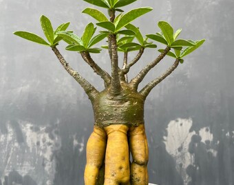 Adenium Gyllene rötter Arabicum. | Adenium lång Codex-karaktär | Adenium ARABICUM | Adenium somalen. | Bonsaiträd | riktig bild.