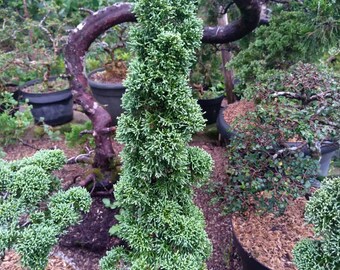 Juniperus Chinensis Bonsái código 01. / Bonsái / foto real.