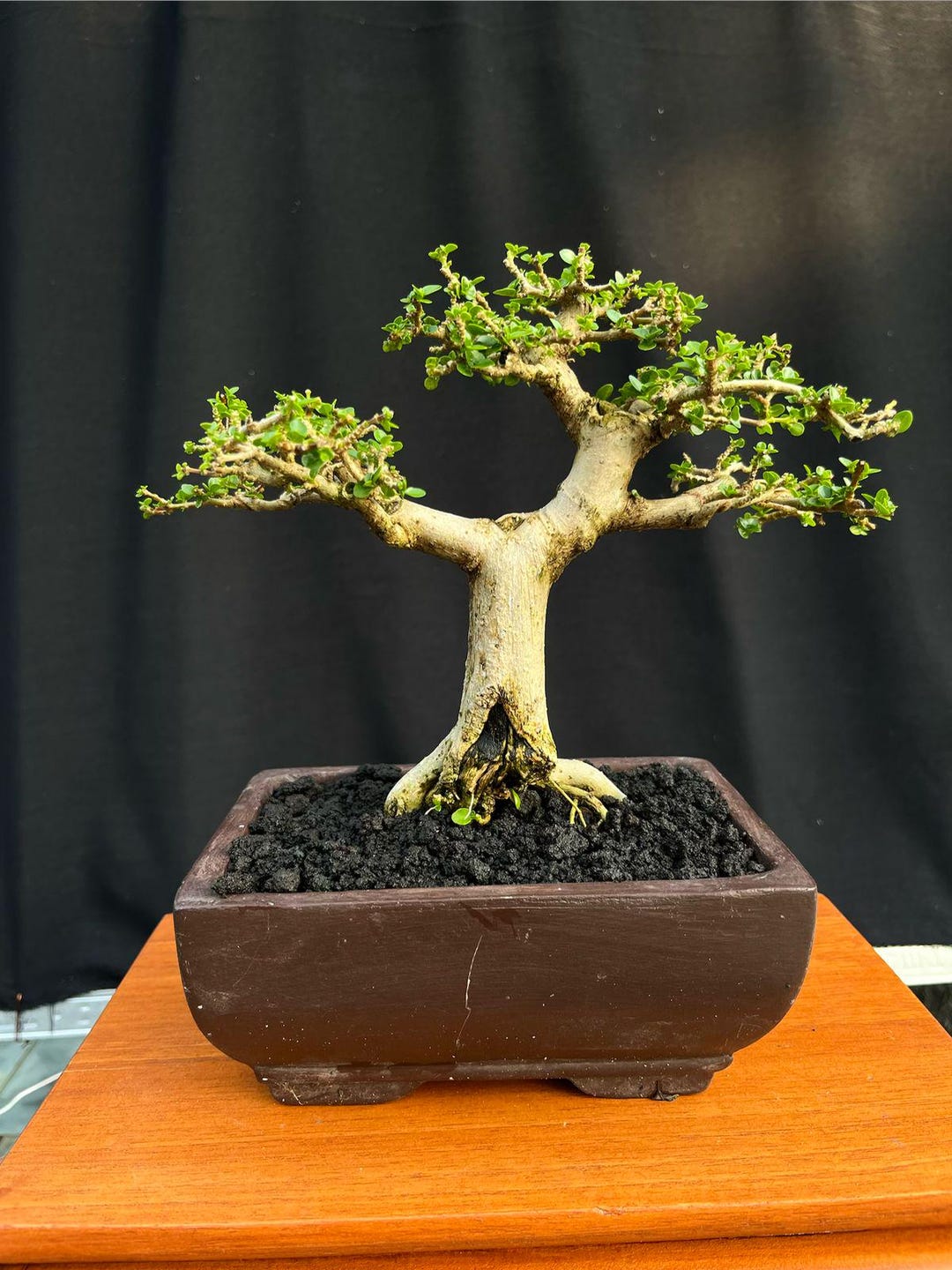 Premna Microphylla Bonsai Tree Code. | Bonsai Tree | Real Pict. - Etsy
