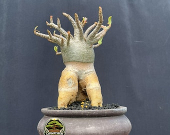 bonsai ginseng standort Ficus 'Ginseng' Bonsai Ø:24 H:70 cm - Pflegeleichter Bonsai main image 0