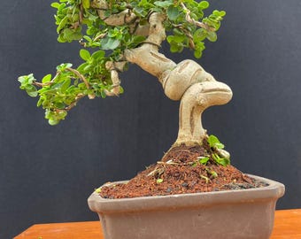 Preman microphylla bonsai tree code 04. | Bonsai tree | real pict.