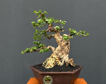 Preman microphylla on the rock bonsai tree code 38. | Bonsai tree | real pict.