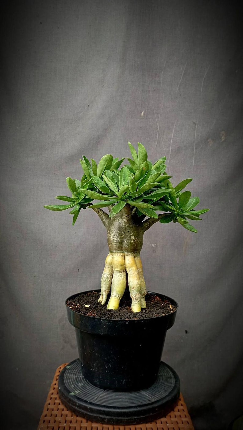 Adenium Golden Roots Arabicum. | Adenium Long Codex Character | Adenium ...
