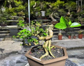 Albero bonsai Preman microphylla codice 01. / Albero bonsai / foto reale.