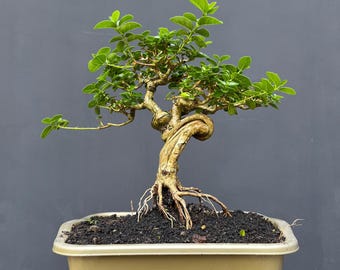Drzewko bonsai Preman microphylla kod 37. | Drzewko bonsai | prawdziwe zdjęcie.