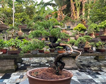 Juniperus Chinensis Bonsai tree code 01. Juniperus Itoigawa | Bonsai tree | real pict.