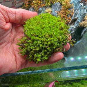 May include: A vibrant green moss cluster, held in a hand, showcasing its dense, textured surface. The moss is a bright, healthy green, with a slightly irregular shape. The background includes other mosses and rocks, suggesting a terrarium or natural display.