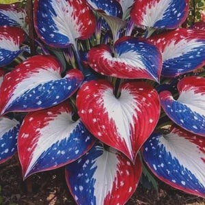 May include: Close-up of a hosta plant with large, heart-shaped leaves. The leaves are uniquely colored with red, white, and blue patterns, resembling a patriotic design. The plant is in a garden setting, with dark soil visible.