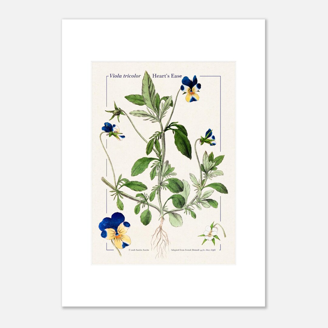 Viola Tricolor, Heart's Ease, Faux Mat, Unframed Botanical Print - Etsy