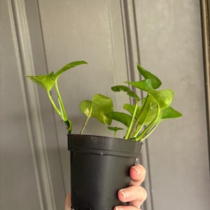 Puede incluir: Una pequeña planta de potos en una maceta de plástico negro, sostenida por una mano. La planta tiene hojas verdes y amarillas en forma de corazón. El fondo es una puerta gris claro.