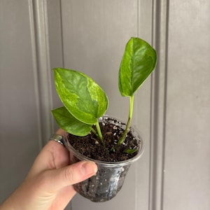 Puede incluir: Una pequeña planta en maceta con hojas abigarradas verdes y amarillas brillantes. La planta está en un recipiente de plástico transparente lleno de tierra. Las hojas tienen un patrón llamativo y la planta parece sana. Una planta de interior.