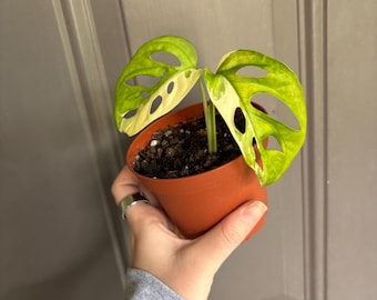 Monstera Adansonii Albo