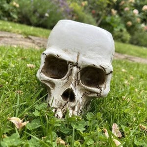 May include: A white skull-shaped planter with a smooth, rounded top and a hollow interior. The surface features realistic, weathered detailing, including deep-set eye sockets, a nasal cavity, and textured cracks across the bone-like structure.