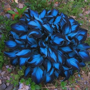 May include: A vibrant, close-up view of a hosta plant with striking blue and black leaves. The leaves have a unique pattern, with the blue color dominating the surface and the black outlining the edges. The plant is surrounded by green foliage and soil.