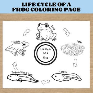 May include: A black and white diagram illustrating the life cycle of a frog, labelled "LIFE CYCLE OF A FROG COLORING PAGE." Stages include eggs, tadpole, tadpole with 2 legs, froglets, and frog. The text "Life Cycle Of A Frog" is in a circular design.