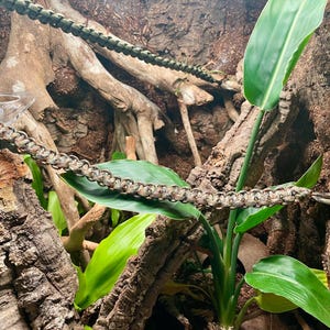 May include: A long, braided paracord climbing bridge for reptiles, featuring a camouflage pattern of tan, brown, and black. The flexible cord is secured at both ends with metal hooks, suspended across a naturalistic habitat with wood and green leaves.