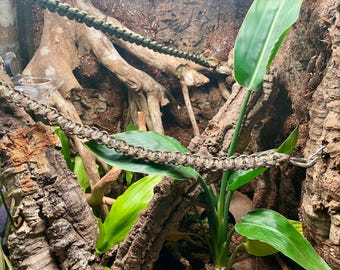 Handmade Paracord Climbing Rope – Gecko Tank Decor, Jungle Vine Enrichment