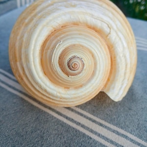 Grote natuurlijke Tona-schelp, 12 cm, woondecoratie