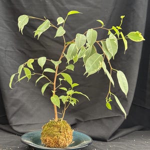 Variegated Ficus Benjamina Kokedama | Live Moss Ball | Easy Care Indoor Plant
