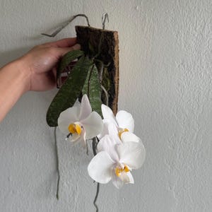 Mounted Phalaenopsis philippinensis - Rare Mottled Leaf Orchid on Natural Cork