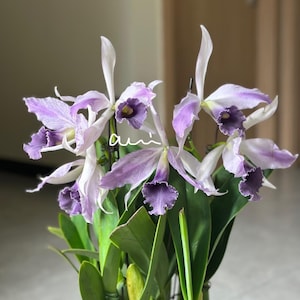 May include: A bouquet of Cattleya orchids with white and lavender petals and deep purple centers. The flowers have a ruffled edge and are surrounded by green leaves. The word "aui" is written on the flowers.