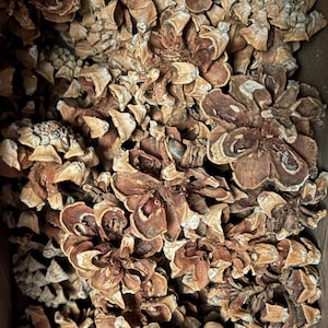May include: A close-up view of a collection of dried pine cones. The pine cones are various sizes and shapes, with a mix of brown and tan hues. The image is a top-down shot, showing the cones filling the frame.