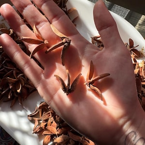 May include: Close-up of a hand holding several brown, dried seed pods with wing-like structures. The pods are arranged on a white plate, with sunlight illuminating the scene. The pods have a unique, natural shape.