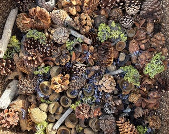 LOT: MINI Forest Floor Findings 1.25 lbs (over 150 pieces!)