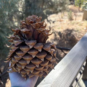 May include: A large, brown pine cone with a wide, rounded base and a tapered, pointed top. The cone features numerous overlapping, woody scales that are tightly packed together, displaying a natural texture and varied shades of brown.