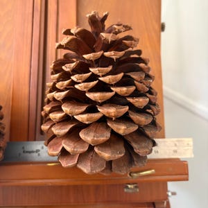 May include: A large, brown pine cone with overlapping scales. The cone is displayed on a wooden easel, with a ruler resting nearby. The natural texture and color of the pine cone are prominent, suggesting a rustic or nature-inspired theme.