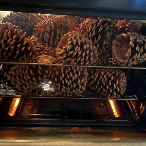 May include: A collection of large, brown pine cones baking inside an oven. The oven rack holds the cones, and the oven light illuminates the interior. The cones have a textured, scaly appearance.