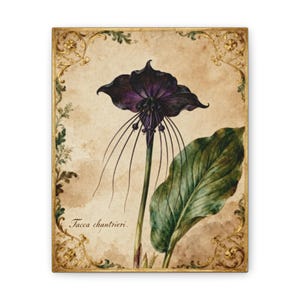 Tacca Chantrieri No. I / Ilustración impresa en lienzo