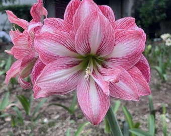Pink Light Amaryllis Bulbs | Striped Hippeastrum Flower Plant Gift
