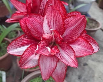 Bulbos de amarilis roja y blanca / Regalo de planta de hippeastrum