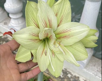 Hippeastrum verde, Amarilis de jardín / Bulbos de Hippeastrum