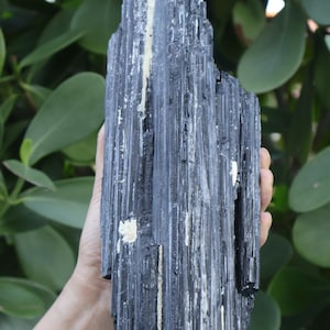 Puede incluir: Un cristal de turmalina negra en bruto, con estrías verticales y parches blancos y beige. La piedra natural se sostiene contra un fondo de follaje verde. Este espécimen mineral es un ejemplo llamativo de formaciones cristalinas naturales.