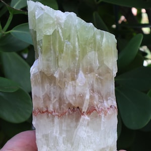May include: A large, raw green calcite crystal formation. The crystal has a layered appearance with bands of white, tan, and a thin red line. The top is jagged, and the overall shape is rectangular. The background features green foliage.