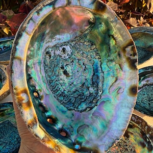 May include: Abalone shell displaying iridescent hues of blue, green, and purple. The shell has a textured surface and a natural, organic form. The interior showcases a swirling pattern, and the edge features several small holes.