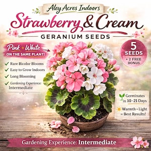 Può includere: Semi di geranio Strawberry & Cream di Aley Acres Indoors. L'immagine mostra un vaso di gerani rosa e bianchi. Il testo indica che i semi producono rari fiori bicolori, sono facili da coltivare in casa e hanno un lungo periodo di fioritura. L'esperienza di giardinaggio è intermedia.