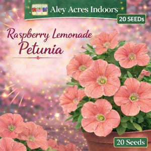 Puede incluir: Primer plano de una maceta de flores de Petunia Raspberry Lemonade. Las flores son de un suave color melocotón con centros verdes. La imagen incluye el texto "Aley Acres Indoors" y "20 Seeds". El fondo es rosa suave con luces brillantes.