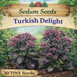 May include: A package of Sedum Seeds labeled "Turkish Delight" with a wooden sign. The image shows two plants with dark purple leaves and clusters of pink flowers. The package indicates "30 TINY Seeds".