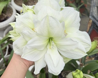 Amarilis Hippeastrum blanca para jardín / Bulbos de Hippeastrum / Regalo para la familia