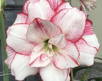 Pink White Hippeastrum Amaryllis Garden | Hippeastrum Bulbs | Gift Family