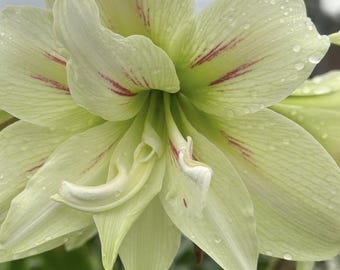 Green Hippeastrum Amaryllis Garden | Hippeastrum Bulbs For House | Gift Family