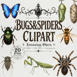 Pode incluir: Uma coleção digital de clipart de entomologia com uma borboleta azul, besouro verde, abelha, cigarra, louva-a-deus, tarântula e duas crisálidas. O texto diz BUGS & SPIDERS CLIPART Entomology Objects 20 PNG 300 DPI Transparent.