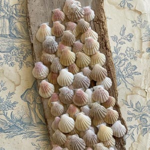 Set van 50 natuurlijke sint-jakobsschelpen, soortclassificatie, Wunderkammer, DIY-decoraties en knutselcreaties.
