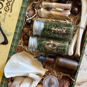 Op de afbeelding: Een houten sigarenkistje gevuld met natuurlijke voorwerpen, waaronder twee glazen potjes met mos en kleine botjes, een donkerbruine glazen fles, diverse schelpen, gedroogde noten, een wesp in een bakje en verschillende gebleekte botten.